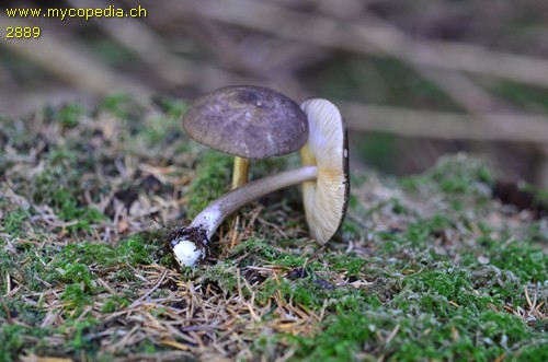 Pluteus atromarginatus - 