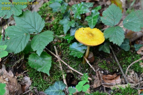 Pluteus leoninus - 