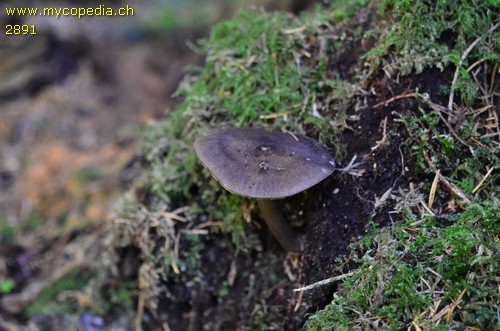 Pluteus atromarginatus - 