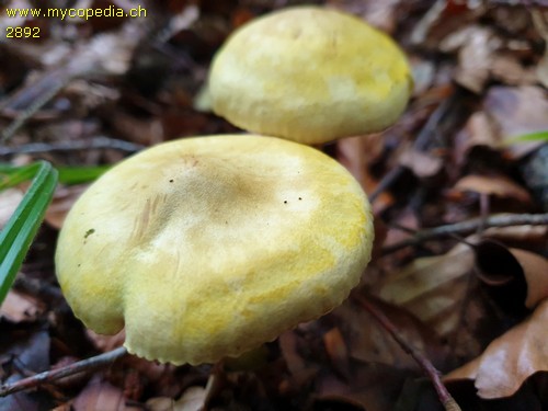 Tricholoma sulphureum - 