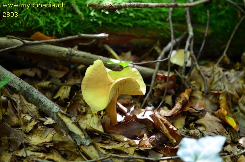 Tricholoma sulphureum - 