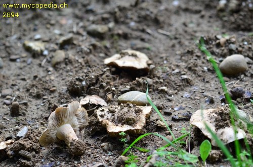 Inocybe terrifera - 