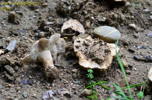 Inocybe terrifera - 