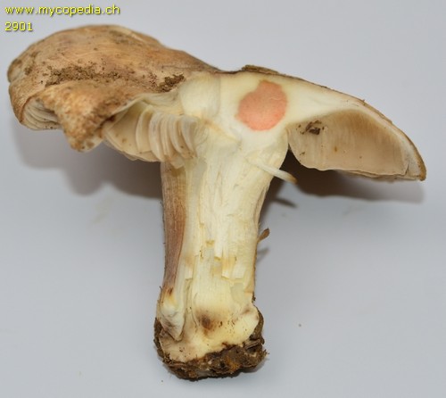 Inocybe terrifera - Querschnitt - KOH  - 