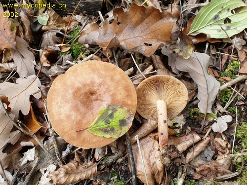 Lactarius quietus - 