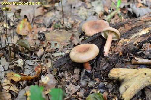 Lactarius quietus - 