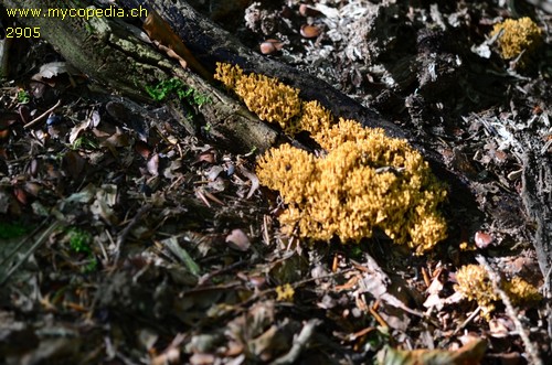 Phaeoclavulina myceliosa - 