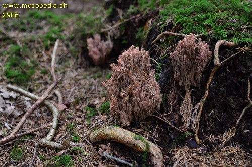 Ramaria rubella - 