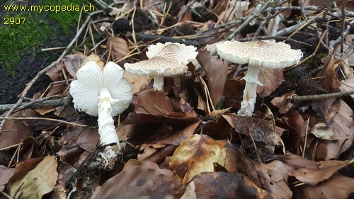 Lepiota clypeolaria - 