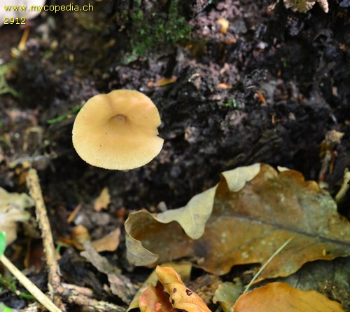 Pluteus nanus - 