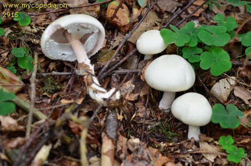 Agaricus essettei - 