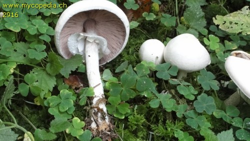 Agaricus essettei - 