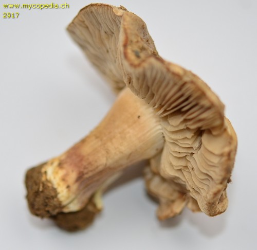 Inocybe terrifera - 