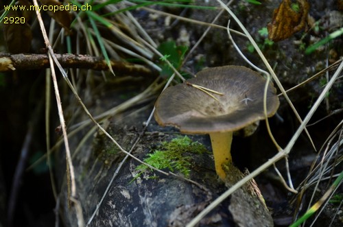 Polyporus leptocephalus - 