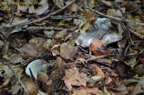 Tricholoma virgatum - 