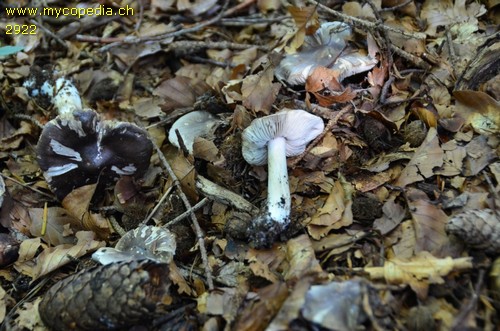 Tricholoma virgatum - 