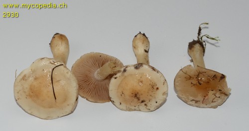 Hebeloma sacchariolens - 