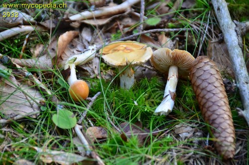 Cortinarius vibratilis - 