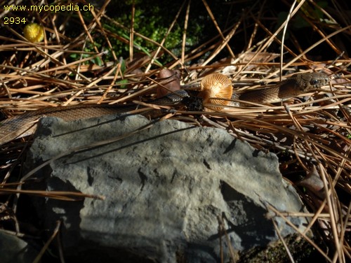 Ein paar Grundregeln fr den Waldbesuch - 