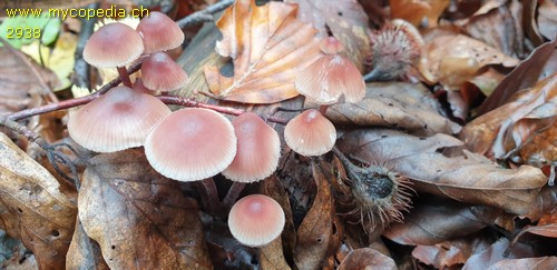 Mycena haematopus - 