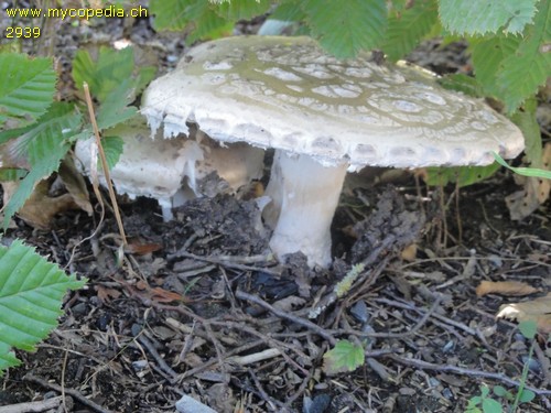 Amanita strobiliformis - 