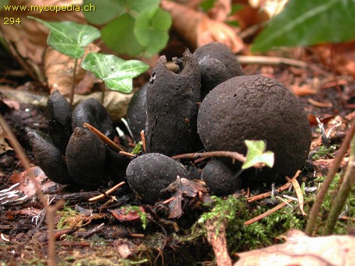 Xylaria polymorpha - 