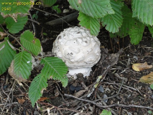 Amanita strobiliformis - 