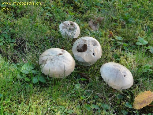 Suillus viscidus - 