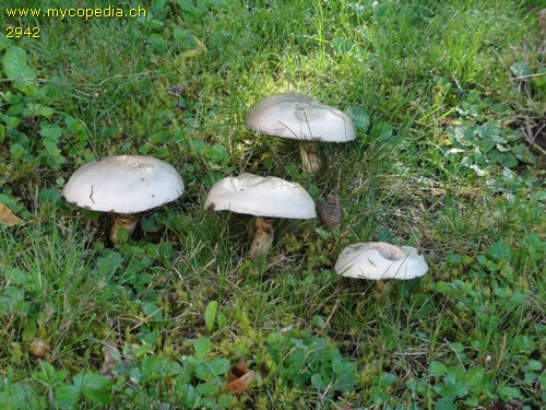 Suillus viscidus - 