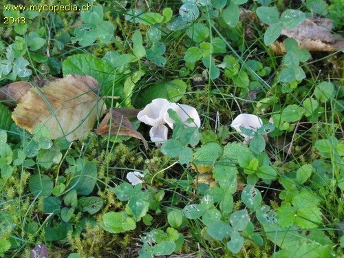 Clitocybe quisquiliarum - 