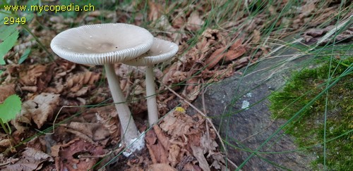 Amanita vaginata - 