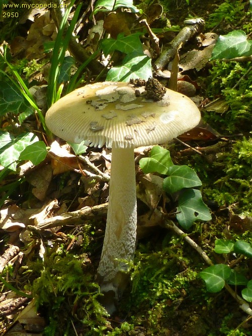 Amanita crocea - 