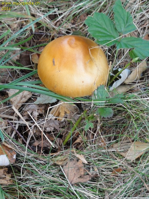 Amanita crocea - 