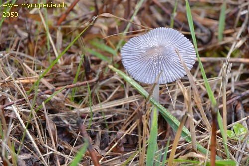 Coprinopsis lagopus - 