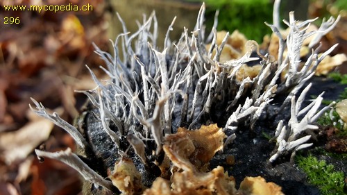 Xylaria hypoxylon - 