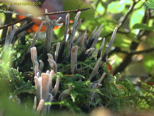 Xylaria hypoxylon - 