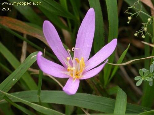 Colchicum autumnale - 