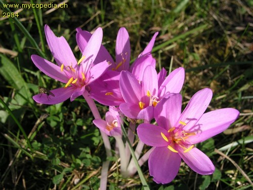 Colchicum autumnale - 