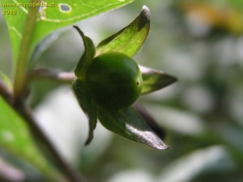 Atropa belladonna - 
