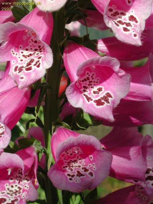 Digitalis purpurea - 