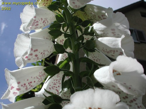 Digitalis purpurea - 