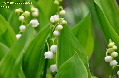 Convallaria majalis - 