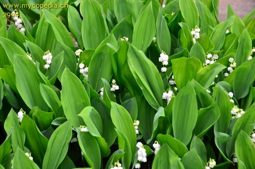 Convallaria majalis - 