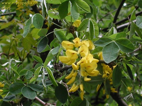 Laburnum anagyroides - 