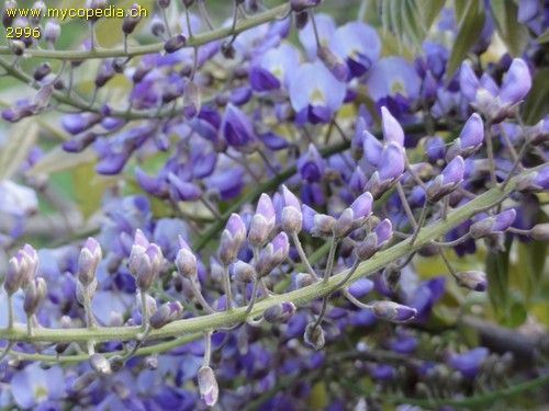 Wisteria sinensis - 