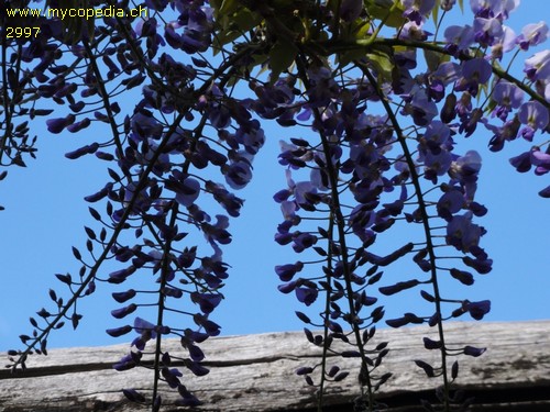 Wisteria sinensis - 