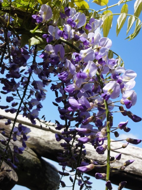 Wisteria sinensis - 