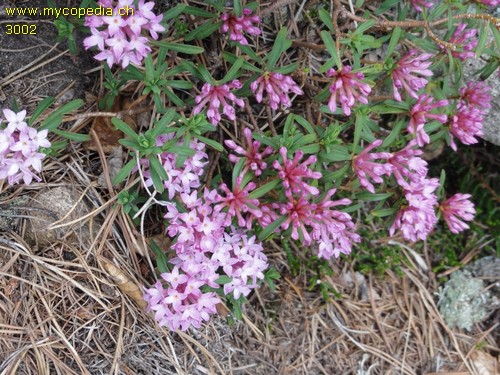 Daphne striata - 