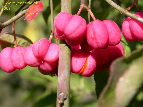 Euonymus europaeus - 