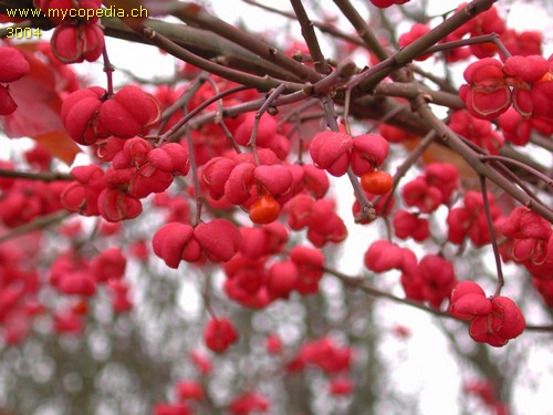 Euonymus europaeus - 